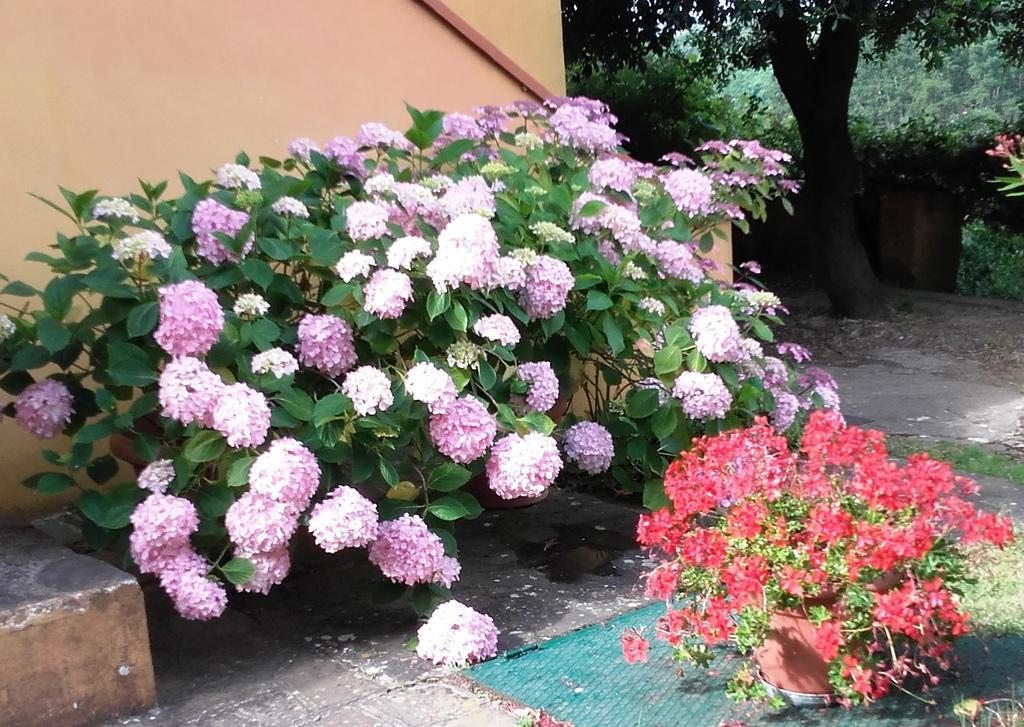 Agriturismo Poggio Al Tesoro Crespina Екстер'єр фото