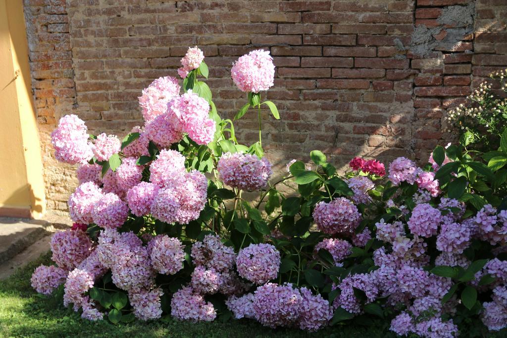 Agriturismo Poggio Al Tesoro Crespina Екстер'єр фото